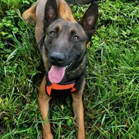 Risk, a male Belgian Malinois for sale in Asheville, NC – Photo 2 of 6