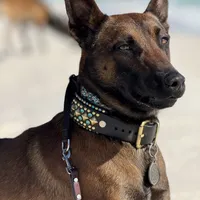 Risk, a male Belgian Malinois for sale in Asheville, NC – Photo 6 of 6