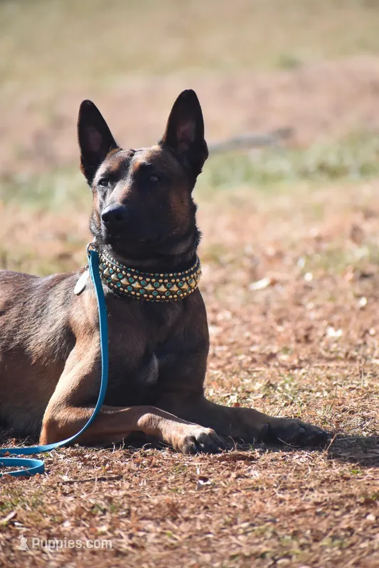 Risk – Belgian Malinois puppy for sale in Asheville, NC