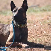 Risk, a male Belgian Malinois for sale in Asheville, NC – Photo 1 of 6