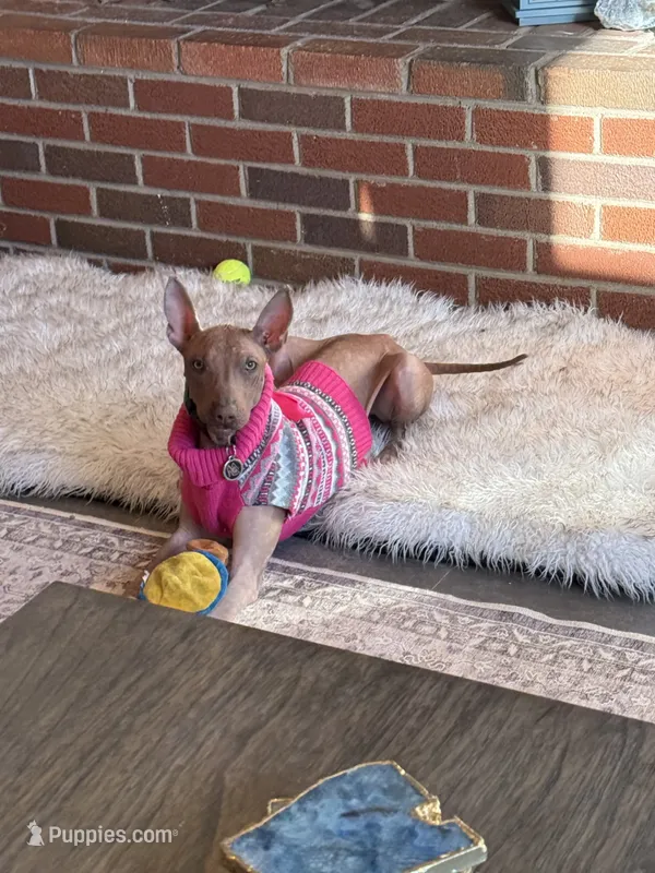 Mafia – Xoloitzcuintli puppy for sale in Asheville, NC