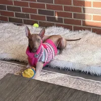 Mafia, a female Xoloitzcuintli for sale in Asheville, NC – Photo 1 of 3