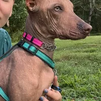 Mafia, a female Xoloitzcuintli for sale in Asheville, NC – Photo 2 of 3