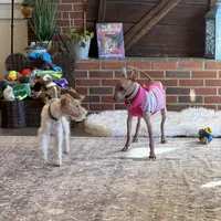 Mafia, a female Xoloitzcuintli for sale in Asheville, NC – Photo 3 of 3