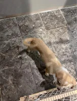 Canelito, a male Chihuahua for sale in Orland Park, IL – 2 of 3