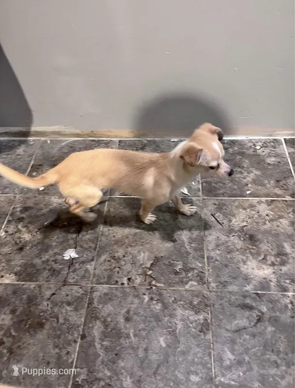 Canelito – Chihuahua puppy for sale in Orland Park, IL