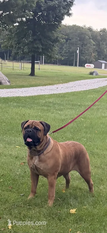 Unborn  – Bullmastiff puppy for sale in Syracuse, IN