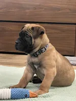 processed/b97e41b8-95fb-44be-bc3c-d0d74104e235/listing/1bff5a5f-0bf8-4ce4-93f8-d9cc92d3200a/1831819c-6839-4590-bd2a-79f0d8a4f7d1