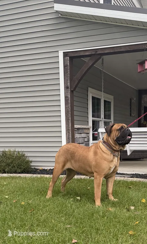 Unborn  – Bullmastiff puppy for sale in Syracuse, IN