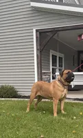 Unborn , a  Bullmastiff for sale in Syracuse, IN – 1 of 6