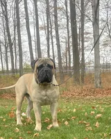 Unborn , a  Bullmastiff for sale in Syracuse, IN – 4 of 6