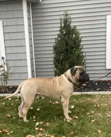 Macy, a female Bullmastiff for sale in Syracuse, IN – 5 of 5