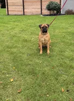 Unborn , a  Bullmastiff for sale in Syracuse, IN – 2 of 6
