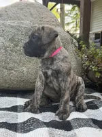 Macy, a female Bullmastiff for sale in Syracuse, IN – 2 of 5