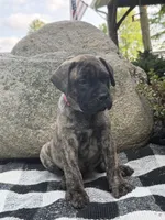 Macy, a female Bullmastiff for sale in Syracuse, IN – 4 of 5