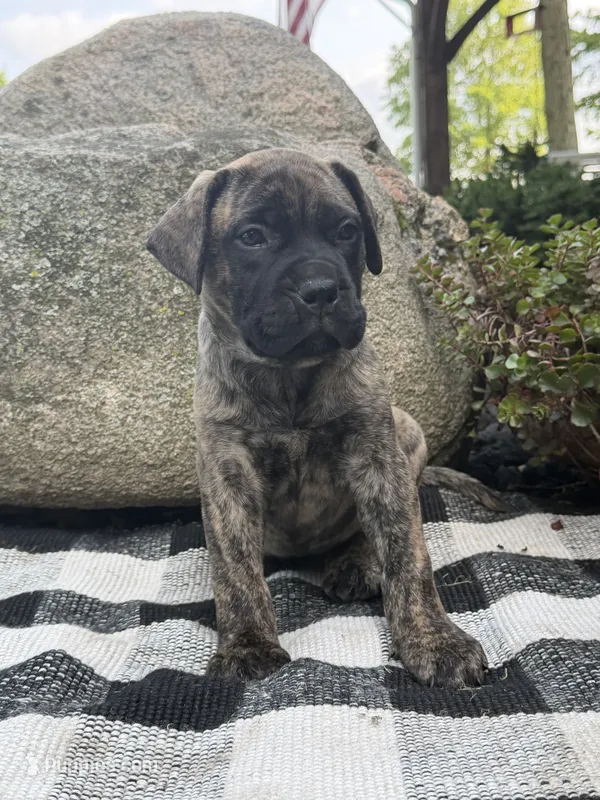Macy – Bullmastiff puppy for sale in Syracuse, IN