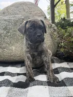 Macy, a female Bullmastiff for sale in Syracuse, IN – 1 of 5