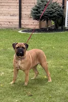 Unborn , a  Bullmastiff for sale in Syracuse, IN – 5 of 6