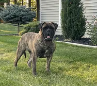Macy, a female Bullmastiff for sale in Syracuse, IN – 3 of 5