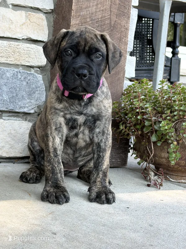 Macy – Bullmastiff puppy for sale in Syracuse, IN