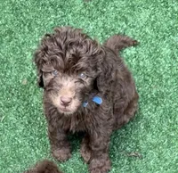 George , a male Labradoodle for sale in Wheatfield, IN – 2 of 5