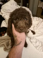 Dolly , a female Labradoodle and Poodle - Standard  for sale in Wheatfield, IN – 2 of 9