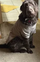 Cash, a male Labradoodle for sale in Wheatfield, IN – 4 of 5