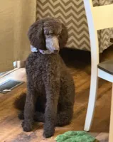 Karen, a female Labradoodle and Poodle - Standard  for sale in Wheatfield, IN – 4 of 4