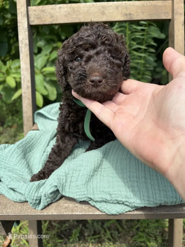 Chance  – Labradoodle, Poodle - Standard  puppy for sale in Wheatfield, IN