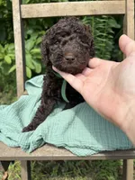 Chance , a male Labradoodle and Poodle - Standard  for sale in Wheatfield, IN – 1 of 4