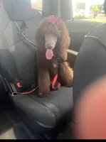 Dolly , a female Labradoodle and Poodle - Standard  for sale in Wheatfield, IN – 6 of 9