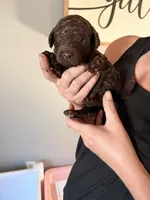 Chance , a male Labradoodle and Poodle - Standard  for sale in Wheatfield, IN – 2 of 4