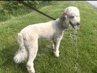 Karen, a female Labradoodle and Poodle - Standard  for sale in Wheatfield, IN – 2 of 4