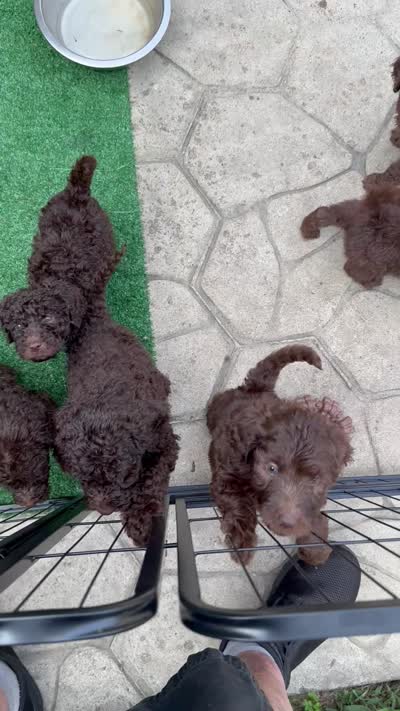 George , a male Labradoodle for sale in Wheatfield, IN – 5 of 5