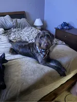 Dolly , a female Labradoodle and Poodle - Standard  for sale in Wheatfield, IN – 8 of 9