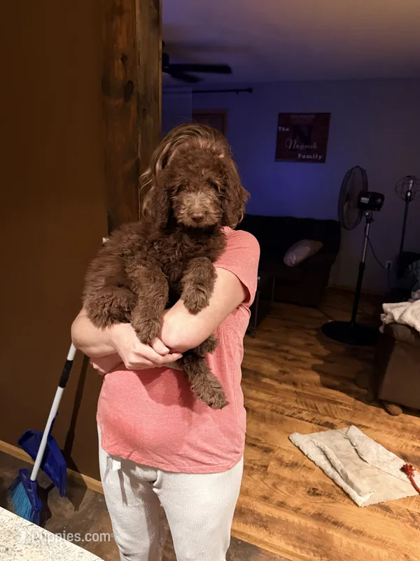 Dolly  – Labradoodle, Poodle - Standard  puppy for sale in Wheatfield, IN