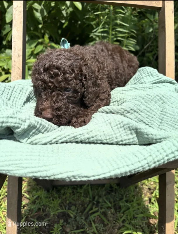 George  – Labradoodle puppy for sale in Wheatfield, IN