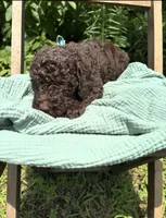 George , a male Labradoodle for sale in Wheatfield, IN – 1 of 5