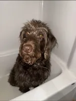 Karen, a female Labradoodle and Poodle - Standard  for sale in Wheatfield, IN – 3 of 4