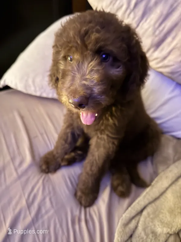 Dolly  – Labradoodle, Poodle - Standard  puppy for sale in Wheatfield, IN