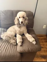 George , a male Labradoodle for sale in Wheatfield, IN – 3 of 5