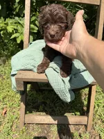 Cash, a male Labradoodle and Poodle - Standard  for sale in Wheatfield, IN – 1 of 4
