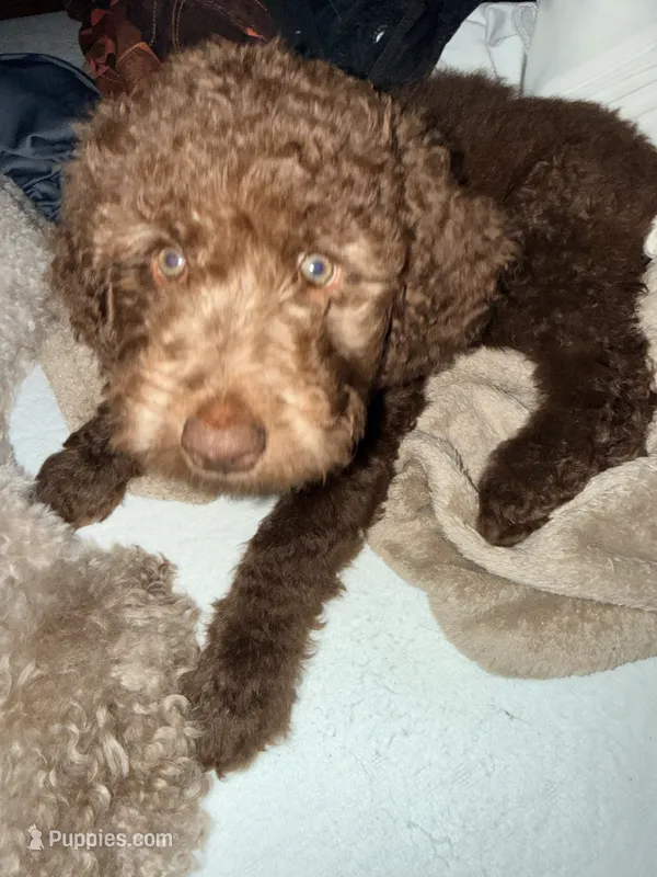 Dolly  – Labradoodle, Poodle - Standard  puppy for sale in Wheatfield, IN