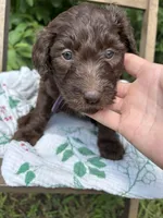 Dora, a female Labradoodle and Poodle - Standard  for sale in Wheatfield, IN – 1 of 3
