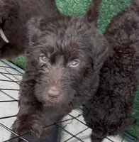 Cash, a male Labradoodle for sale in Wheatfield, IN – 2 of 5