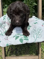 Karen, a female Labradoodle and Poodle - Standard  for sale in Wheatfield, IN – 1 of 4