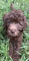 Dolly , a female Labradoodle and Poodle - Standard  for sale in Wheatfield, IN – 3 of 9