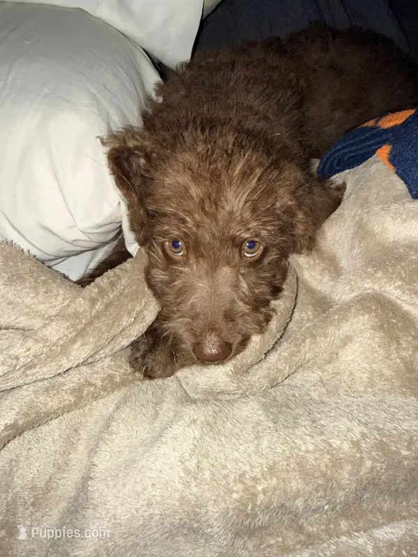 Ella – Labradoodle, Poodle - Standard  puppy for sale in Wheatfield, IN
