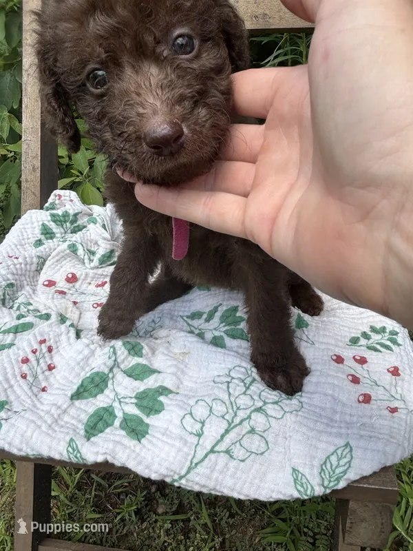 Ella – Labradoodle puppy for sale in Wheatfield, IN