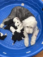 Puppy 1, a female Old English Sheepdog for sale in Miami, FL – Photo 2 of 8